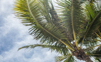 florida palm tree